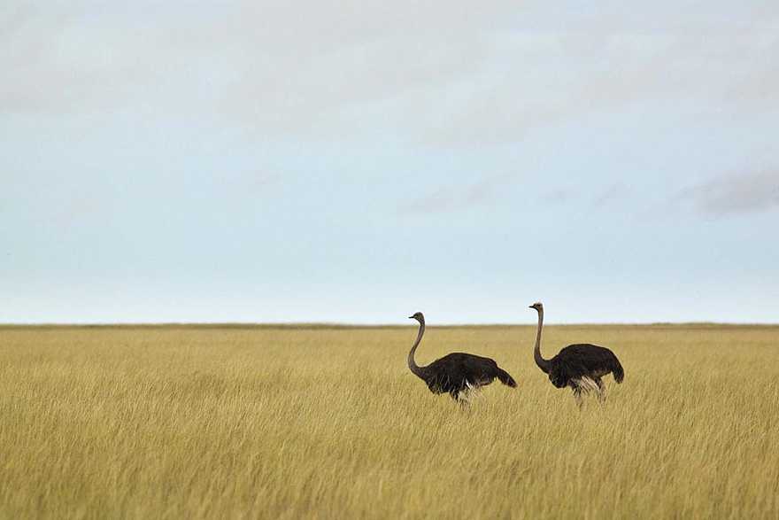 Etosha: Straußenpaar Etosha: Straußenpaar