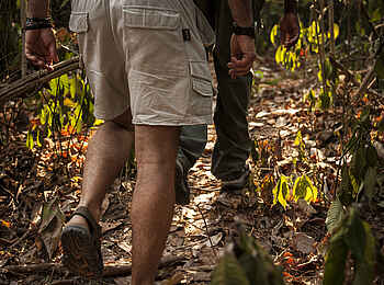 Greystoke Mahale: Durch den Dschungel