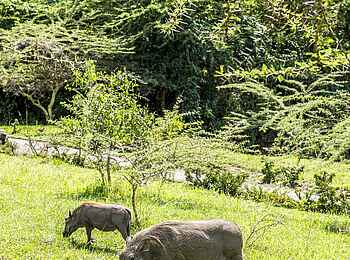 Hatari Lodge: Warzenschweine