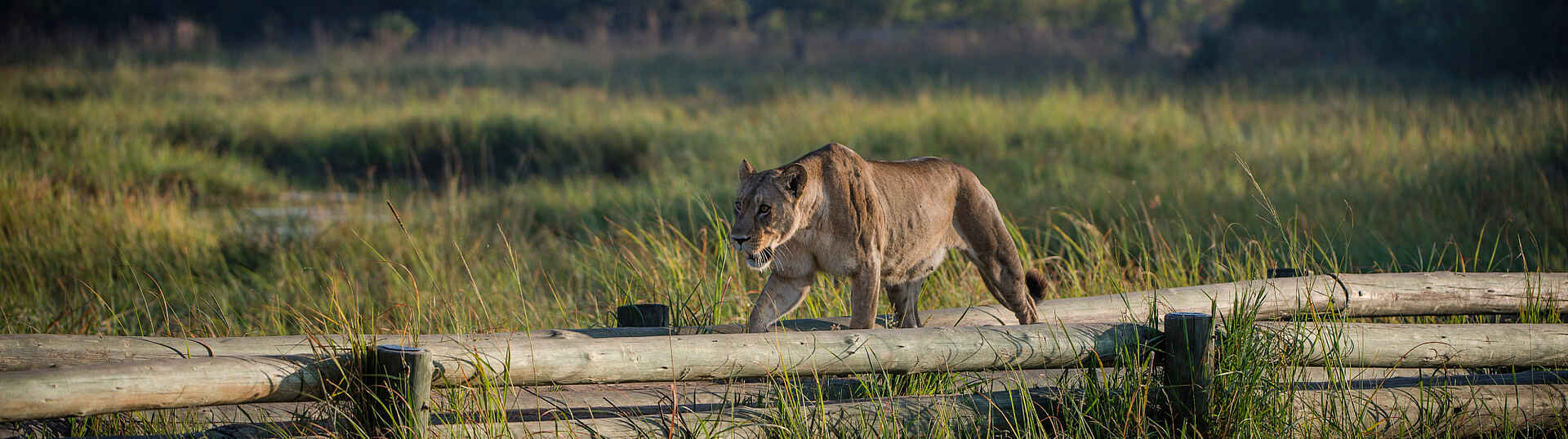 Elephant Pan Camp: Löwensichtung Elephant Pan Camp: Ein weiblicher Löwe