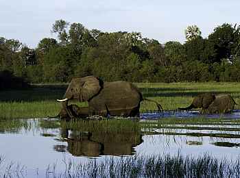 Jacana Camp: Watende Elefanten Jacana Camp: Watende Elefanten