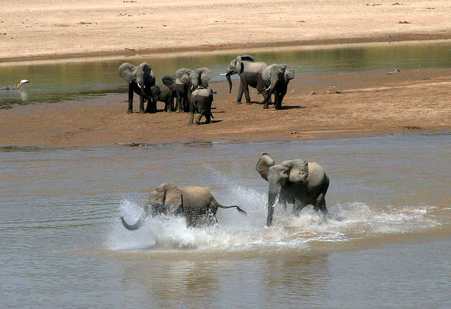 Kaingo Elephant Hide: Jungbullen rangeln im Wasser Kaingo Elephant Hide: Jungbullen rangeln im Wasser