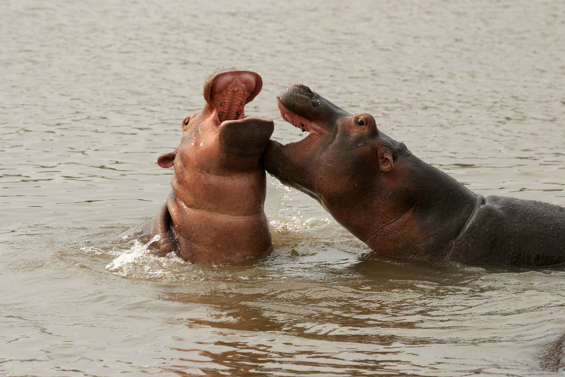 Kaingo Hippo Hide: Flusspferdkampf Kaingo Hippo Hide: Flusspferdkampf