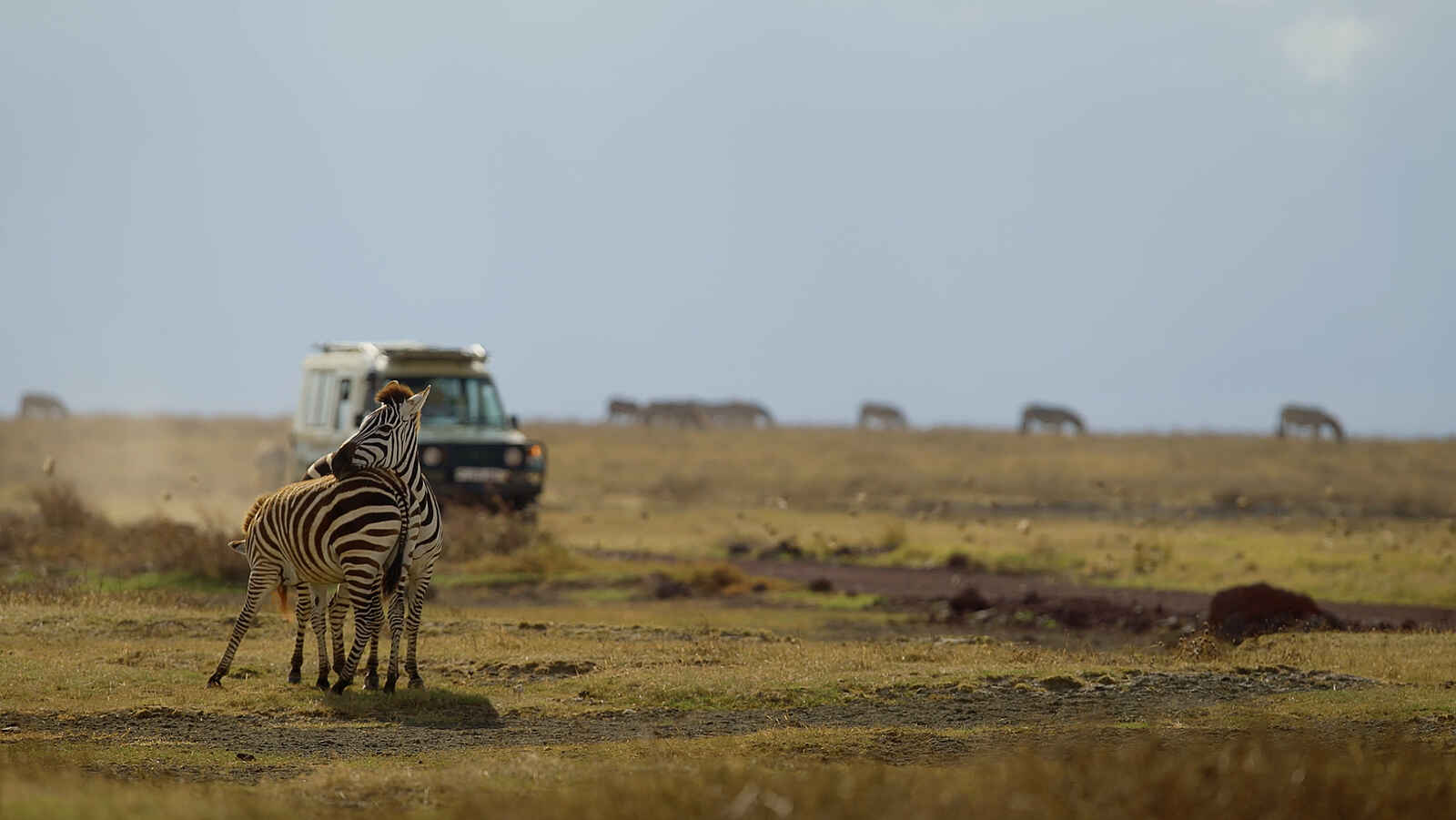 Laba Ngorongoro Lodge: Eine Pirschfahrt Laba Ngorongoro Lodge: Eine Pirschfahrt