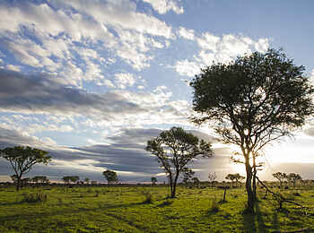Londolozi Tree Camp: Offenes Land um das Camp