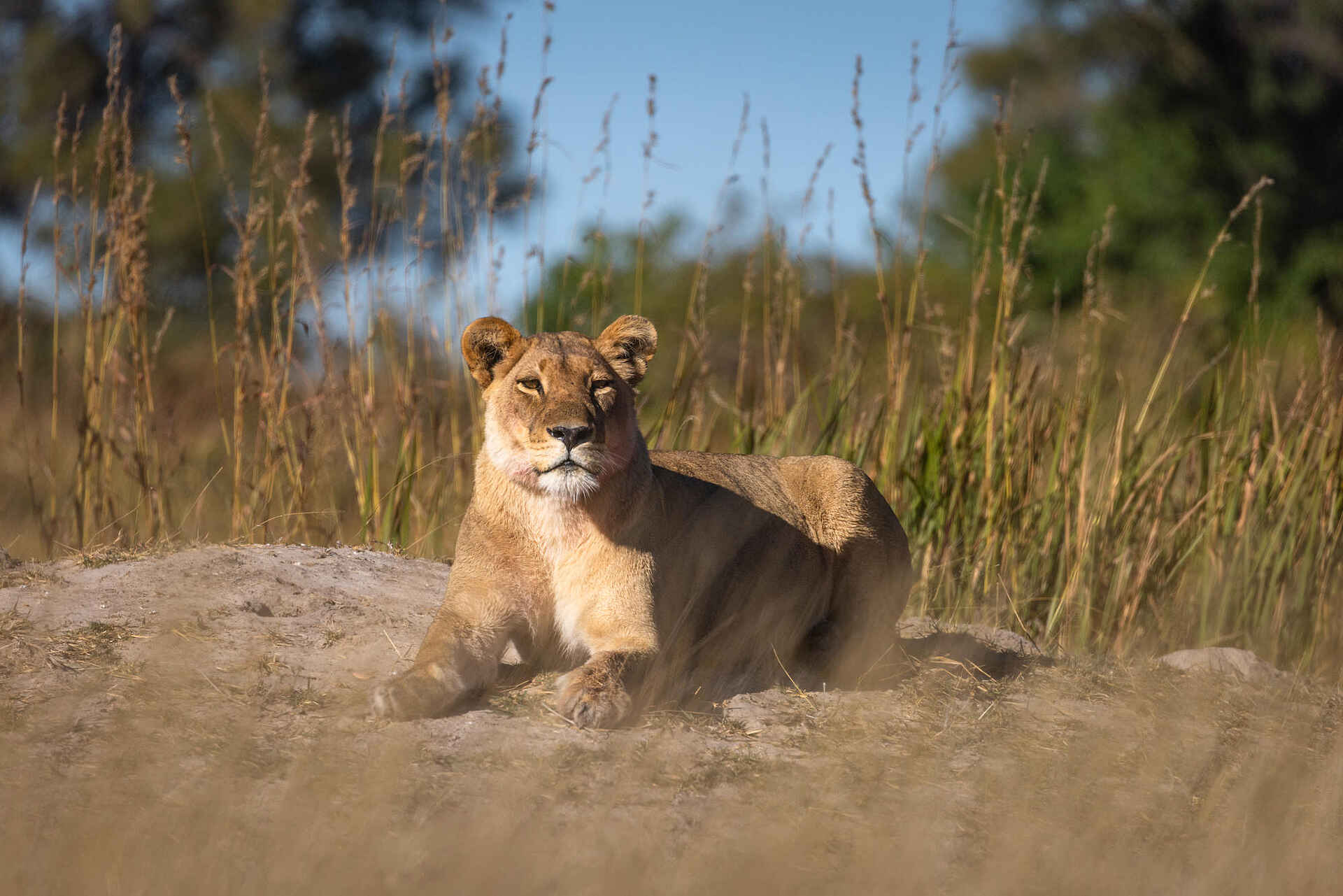 Maxa Camp: Ruhende Löwin Maxa Camp: Ruhende Löwin