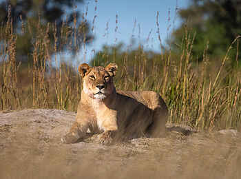 Maxa Camp: Ruhende Löwin