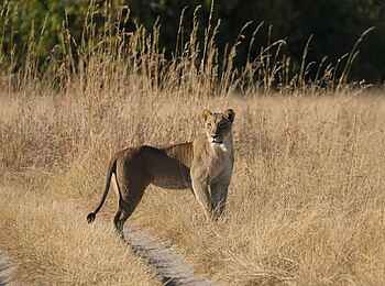 MmaTsebe Tented Camp: Löwin
