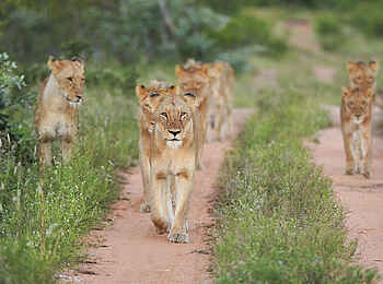Motswari Game Lodge: Löwenrudel auf dem Weg