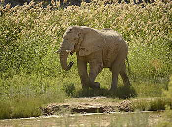 Okahirongo Elephant Lodge: Ein Elefant am Fluss Okahirongo Elephant Lodge: Ein Elefant am Fluss
