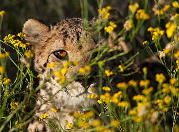 Okonjima Plains Camp: Gepard hinter Blumen Okonjima Plains Camp: Gepard hinter Blumen