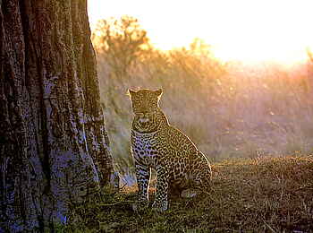 Ol Pejeta Bush Camp: Leopard Ol Pejeta Bush Camp: Leopard