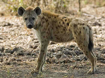Robin Pope Safaris: Tüpfelhyäne