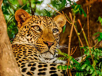 Royal Zambezi Lodge: Leopardenportrait