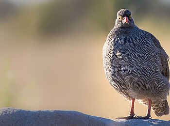 Rra Dinare Camp: Francolin