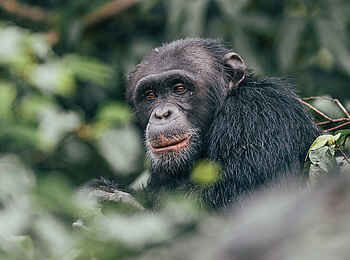 Rubondo Island Camp: Ein Schimpanse Rubondo Island Camp: Ein Schimpanse