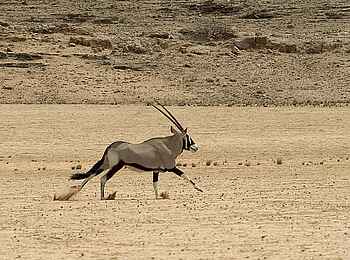 Serra Cafema: Galoppierende Oryxantilope