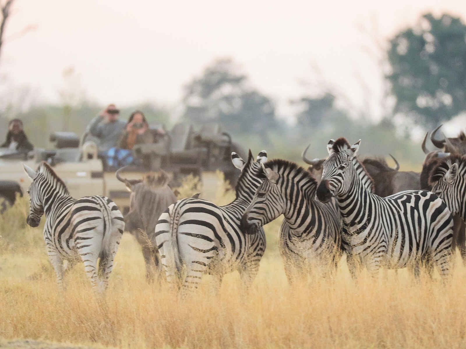 Shinde Footsteps: Zebraherde Shinde Footsteps: Zebraherde