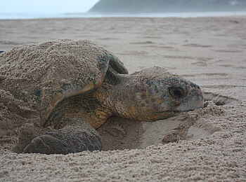 White Pearl Resorts: Schildkröten aus nächster Nähe