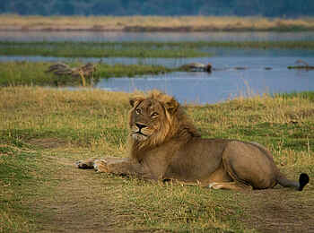 Zambezi Expeditions Camp: Ein stattlicher Löwe Zambezi Expeditions Camp: Ein stattlicher Löwe