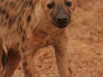 Chitake Tented Camp: Hyänenportrait