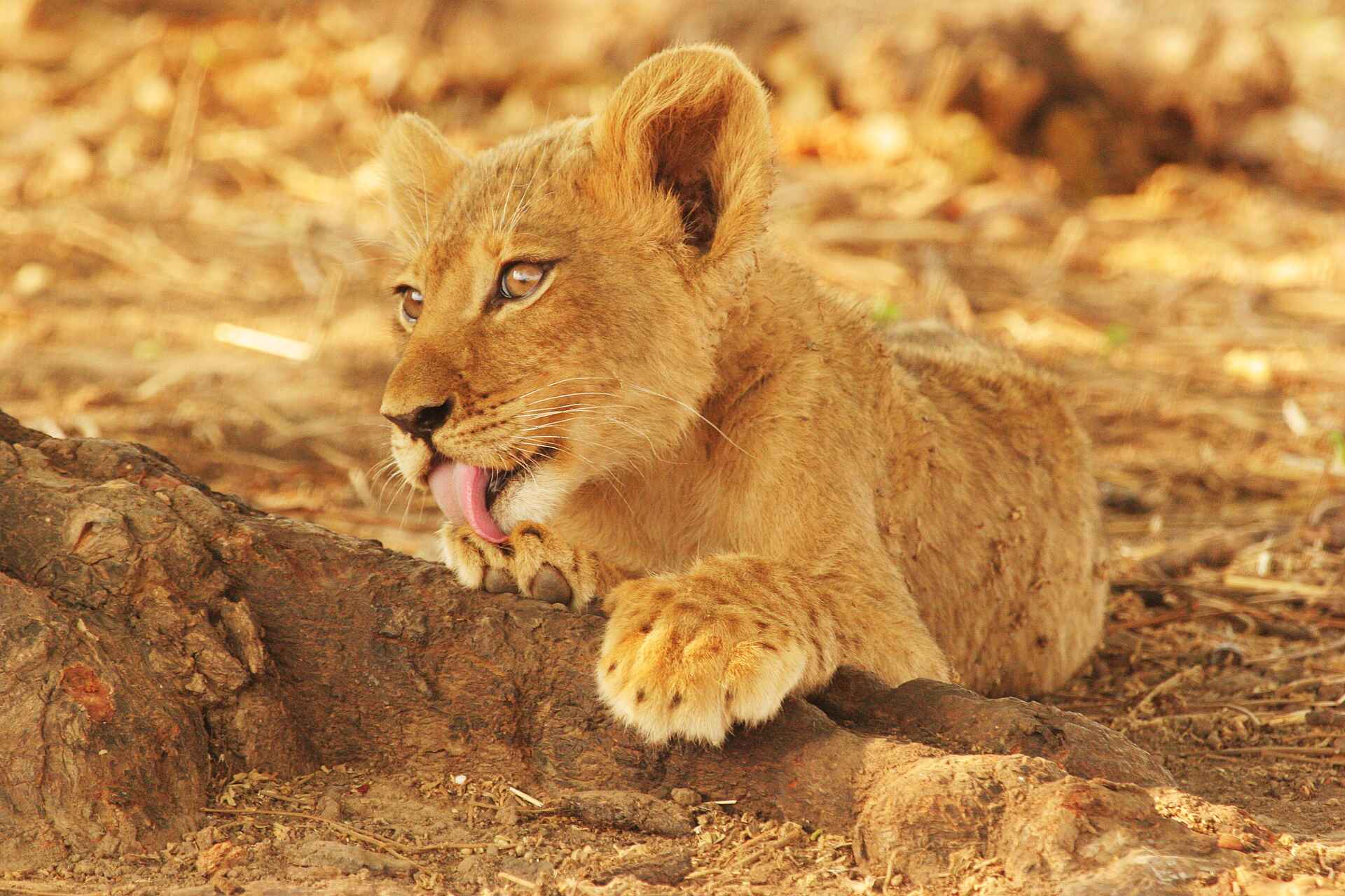 Little Vundu Camp: Löwenbaby