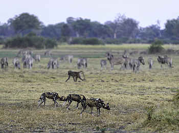 Mombo Camp: Wildhunde Mombo Camp: Wildhunde