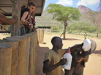 Sarara Tree: Durstiger Jungelefant Sarara Tree: Durstiger Jungelefant