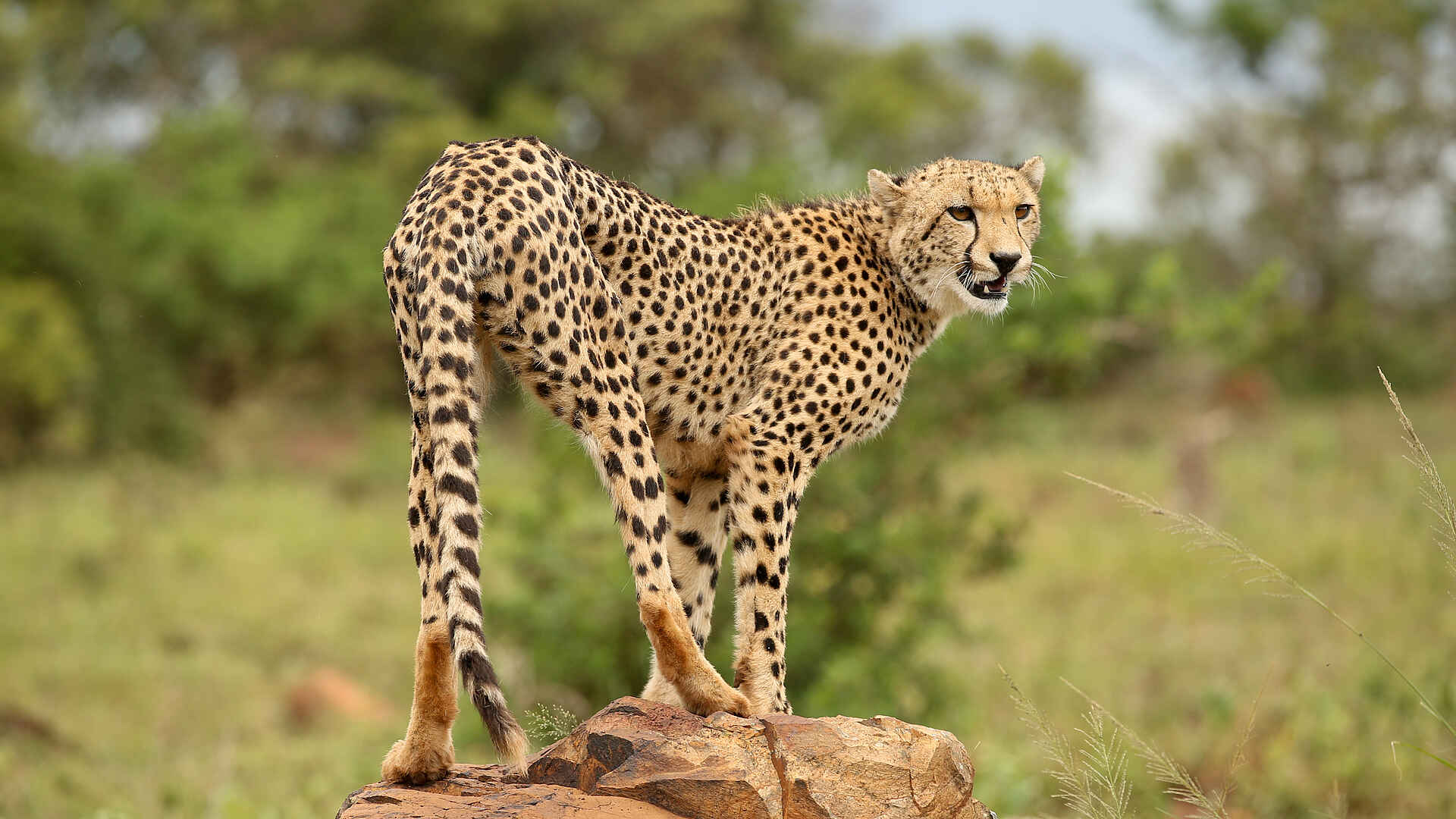andBeyond Phinda Vlei Lodge: Gepard auf einem Felsen