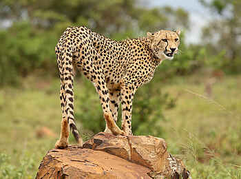 andBeyond Phinda Vlei Lodge: Gepard auf einem Felsen