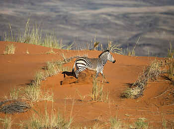 andBeyond Sossusvlei Desert Lodge: Ein Zebra andBeyond Sossusvlei Desert Lodge: Ein Zebra