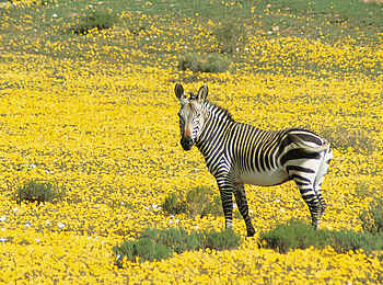 Bushmans Kloof Wilderness Lodge: Zebra Bushmans Kloof Wilderness Lodge: Zebra