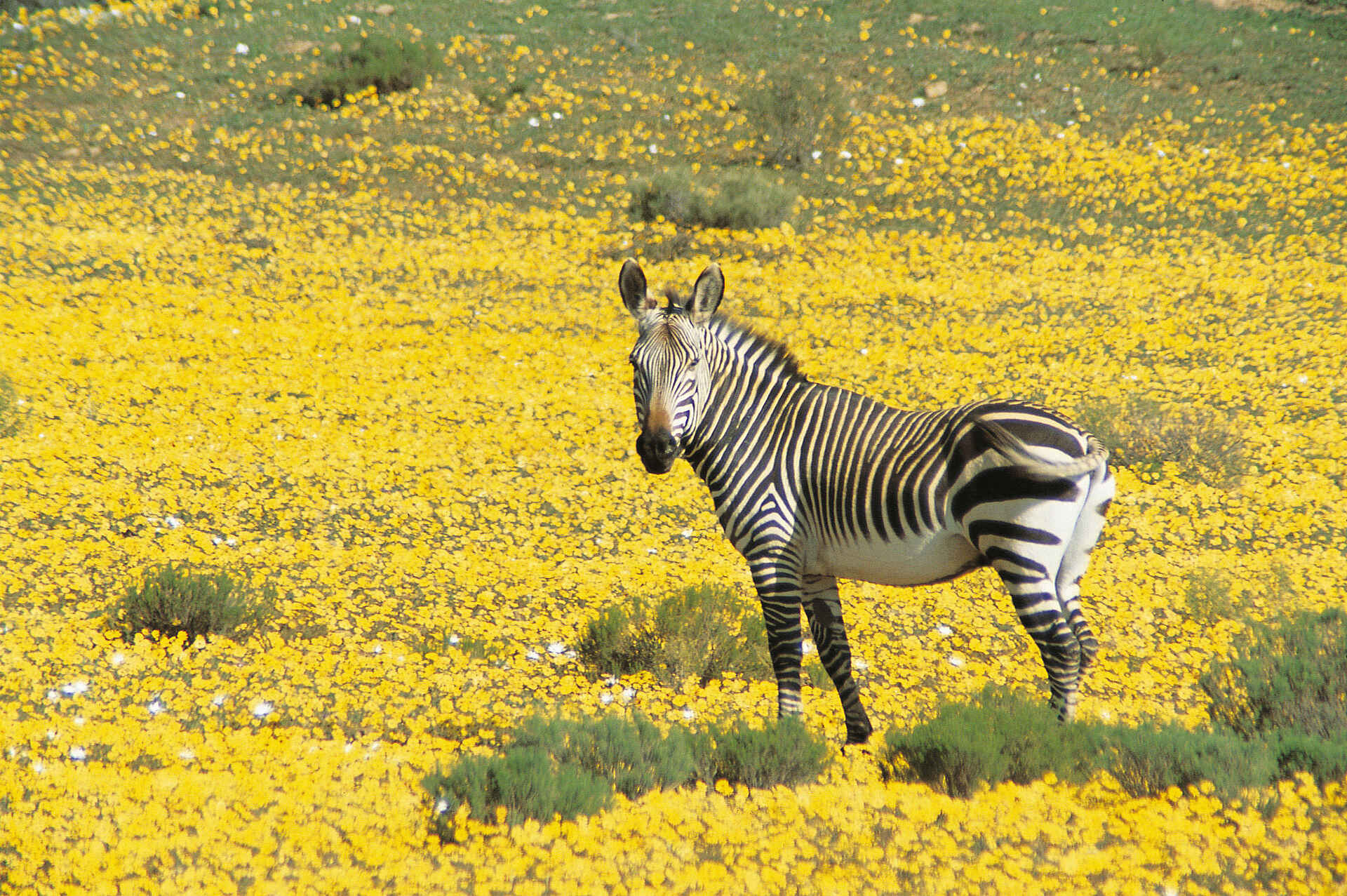 Bushmans Kloof Wilderness Lodge: Zebra