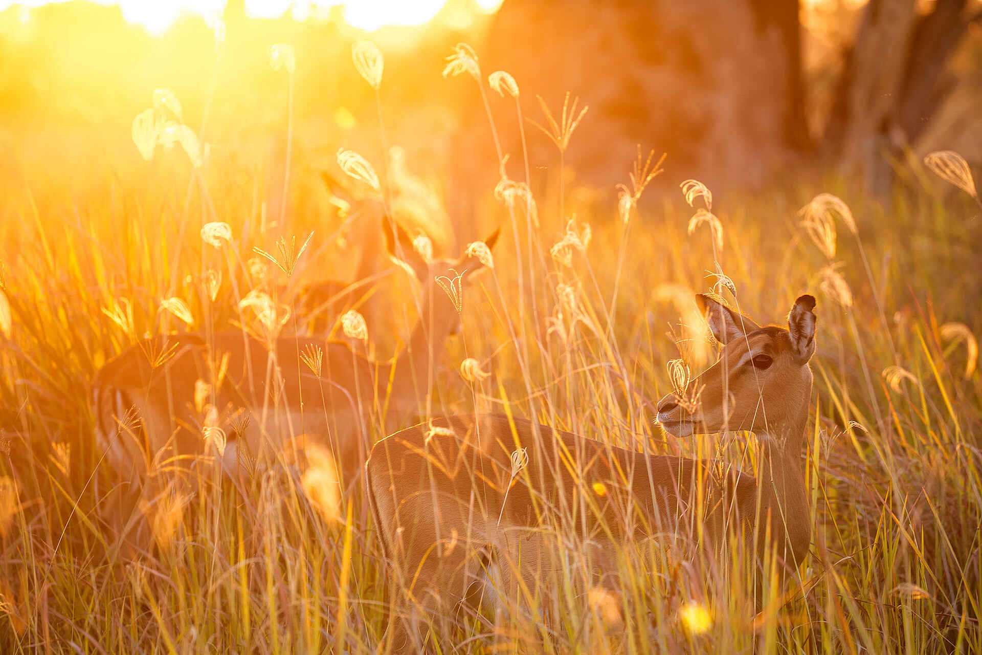 Chitabe Camp: Impalas im hohen Gras