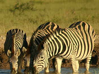 Chobe Elephant Camp: Zebras am Chobe River Chobe Elephant Camp: Zebras am Chobe River