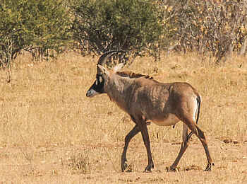 Jozibanini Camp: Antilope Jozibanini Camp: Antilope