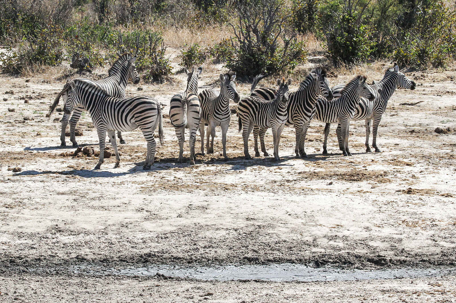 Jozibanini Camp: Herde von Zebras Jozibanini Camp: Herde von Zebras