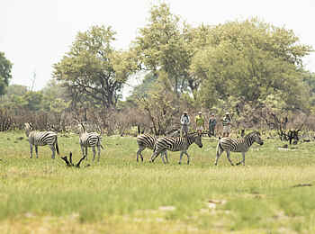 Kweene River Camp: Zebraherde auf Wandersafari entdecken