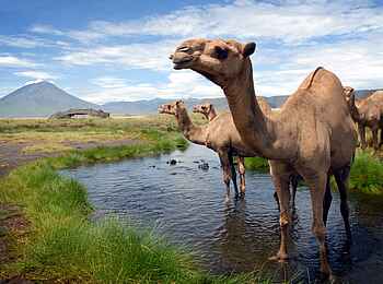Lake Natron Camp: Kamelherde