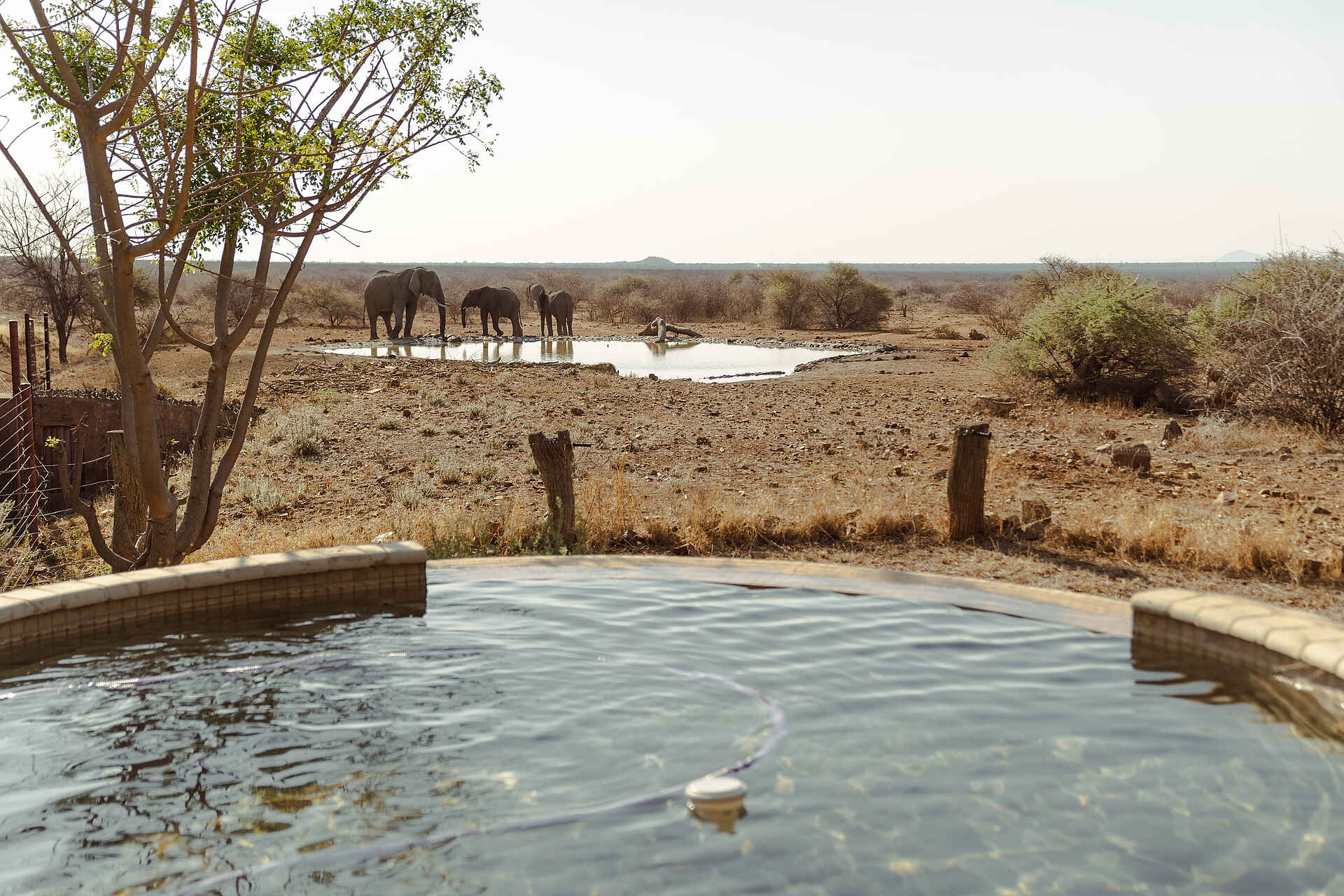 Last Word Madikwe Lodge: Blick vom Pool zum Wasserloch