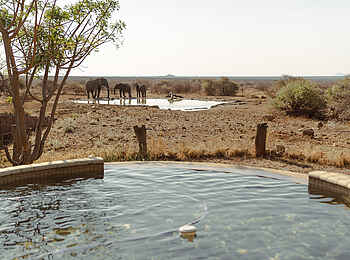 Last Word Madikwe Lodge: Blick vom Pool zum Wasserloch