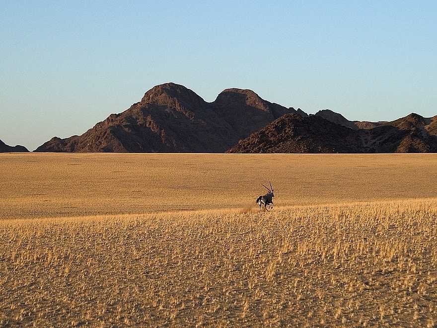 Little Kulala: Oryx in der Wüstenebene Little Kulala: Oryx in der Wüstenebene
