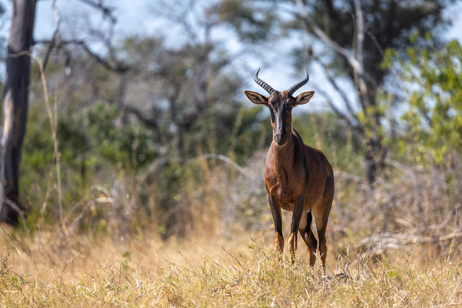 Maxa Camp: Antilope Maxa Camp: Antilope