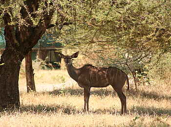 Mdonya Old River Camp: Kudu im Camp