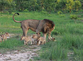 Mukambi Fig Tree Bush Camp: Ein Löwe inmitten einer Gruppe von Jungtieren