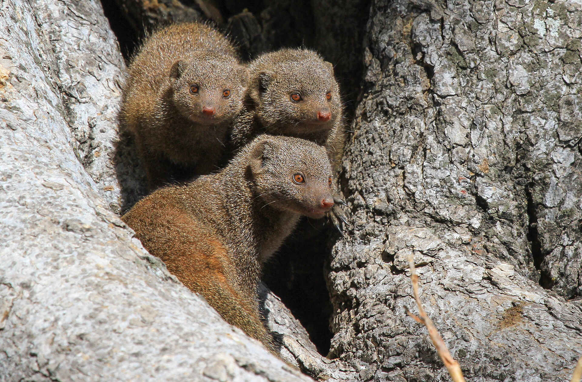 Hwange, Hwange National Park, Imvelo, Imvelo Safari Lodges, Nehimba Lodge, Tiere, Afrikarma, Afrikarma Safaris, Afrikarma Safaris - Wildnis. Hautnah., Afrikarma.de