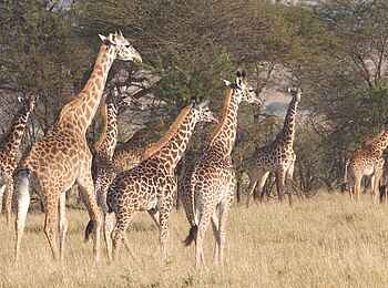 Ngare Serian Camp: Giraffenherde