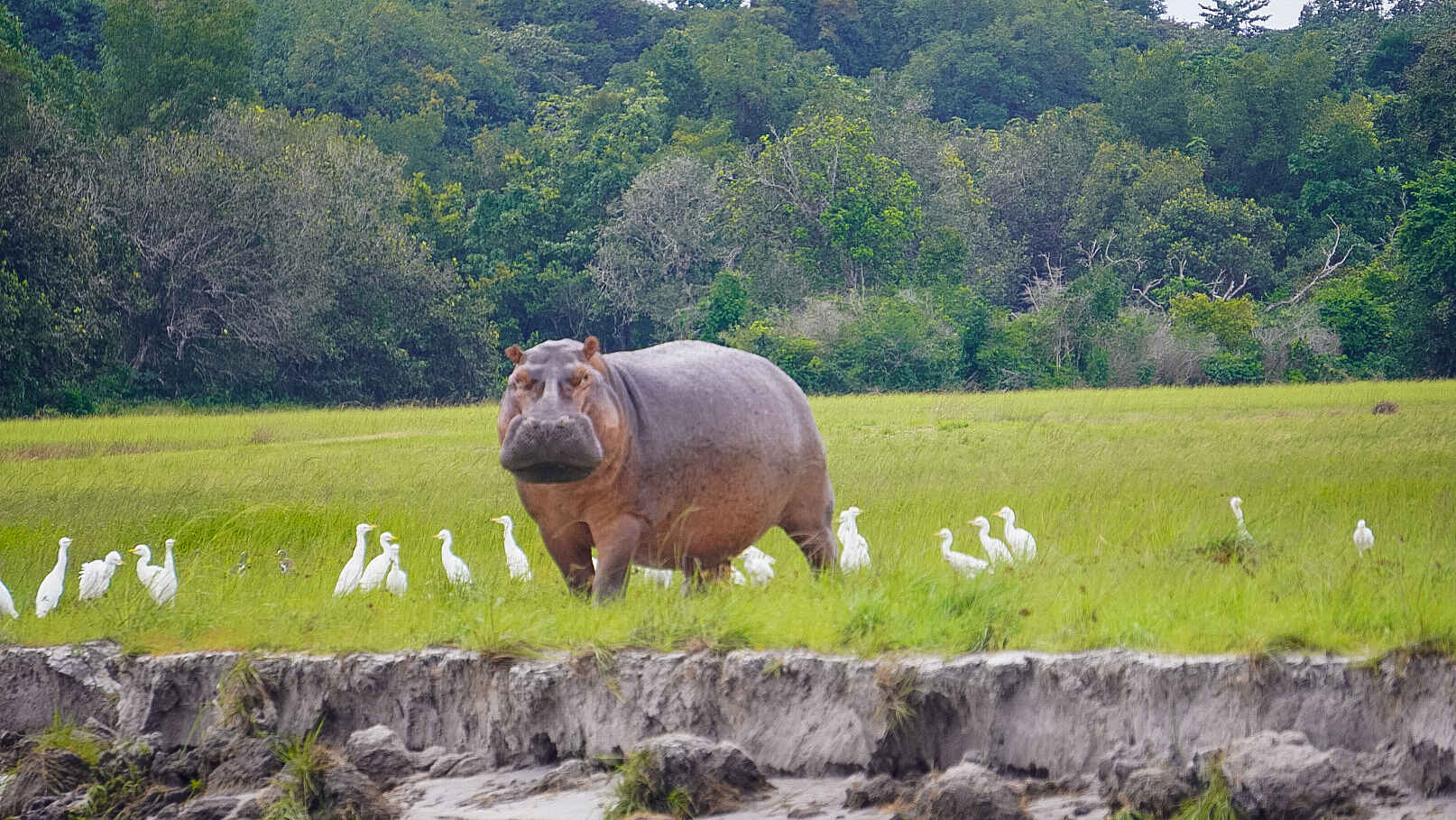 Nyanga Lodge: Nilpferd an Land