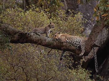 Ole Serai Luxury Camp - Seronera: Leopard mit Jungtier Ole Serai Luxury Camp - Seronera: Leopard mit Jungtier