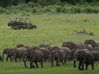 Sable Valley Lodge: Elefanten Sable Valley Lodge: Elefanten